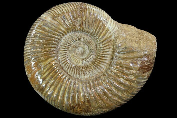 Perisphinctes Ammonite - Jurassic #90455